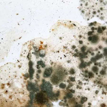 Mold Prevention After Water Damage in Lima, OH
